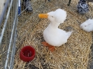 Petting Zoo duck